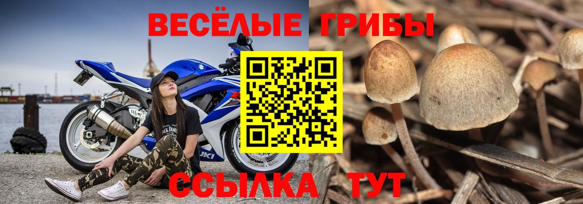 Галлюциногенные грибы Psilocybine cubensis  Псилоцибиновые грибы Psilocybe  Вход с VPN  Прохладный 